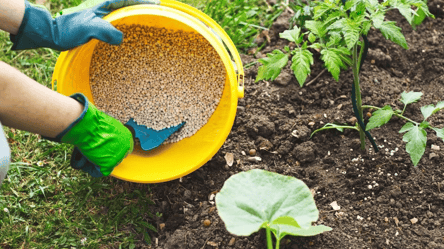 How to feed the greenhouse in the spring to grow a large crop - 285x160