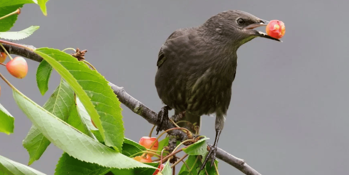 Птица на черешне