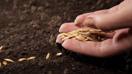 Бросьте ложку семян под первый снег — земля отблагодарит урожаем - 285x160