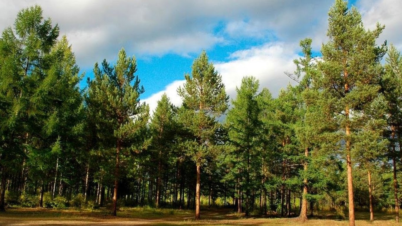 Во Львовской области в заповеднике незаконно вырубили деревьев на 185 тысяч грн
