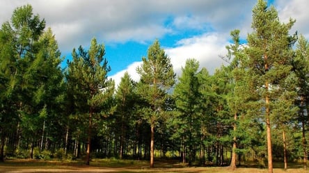 Во Львовской области в заповеднике незаконно вырубили деревьев на 185 тысяч грн - 285x160