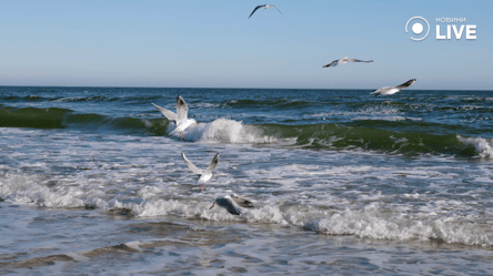 Экологическая катастрофа в Черном море — загрязнение воды и гибель дельфинов - 290x166