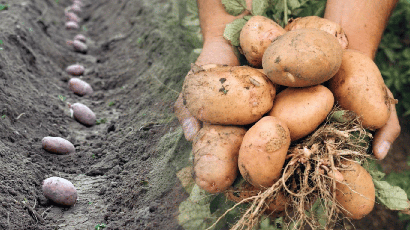 Посадіть ці сорти картоплі у квітні 2026: холодостійкі й врожайні