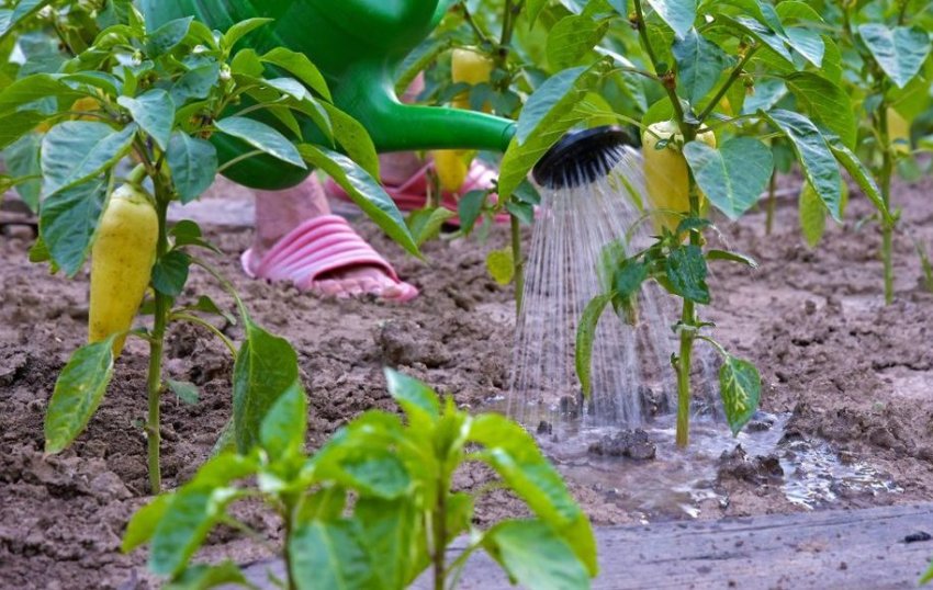 Полив перца