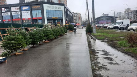 В Києві продають перші ялинки — які ціни на початку грудня - 285x160