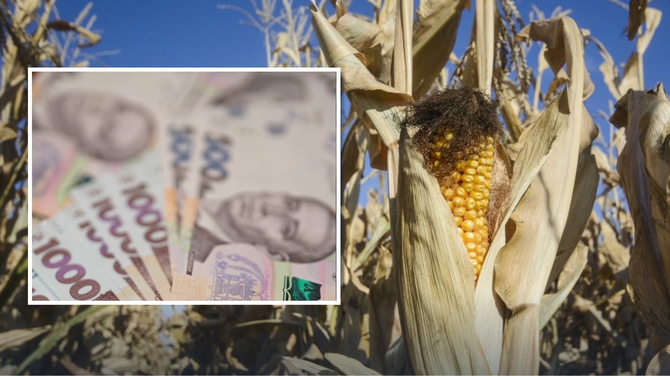 Ціни на зерно: ринок кукурудзи впіймав стабільний курс