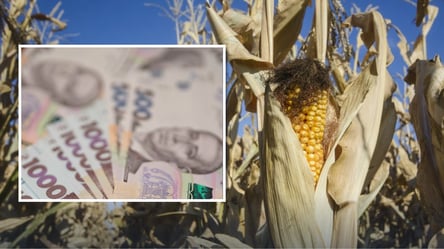 Ціни на зерно: ринок кукурудзи впіймав стабільний курс - 285x160