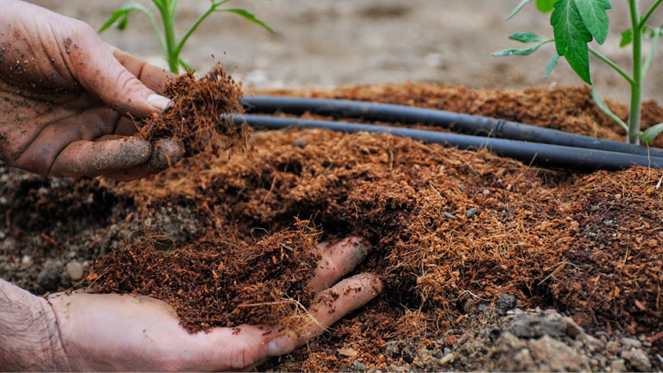 Як підживити рослини на городі та в саду за допомогою шоколаду