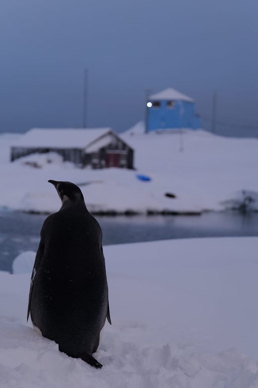 Як визначають вік імператорського пінгвіна