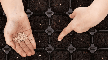 Надійний спосіб визначити схожість насіння перед посівом - 285x160