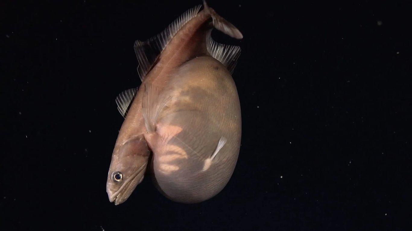 Чорна риба-ковтачка (Chiasmodon niger), помічена на глибині 1259 м