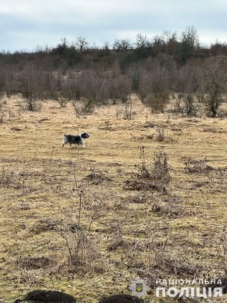 Пес, який обігрівав дитину на Вінниччині