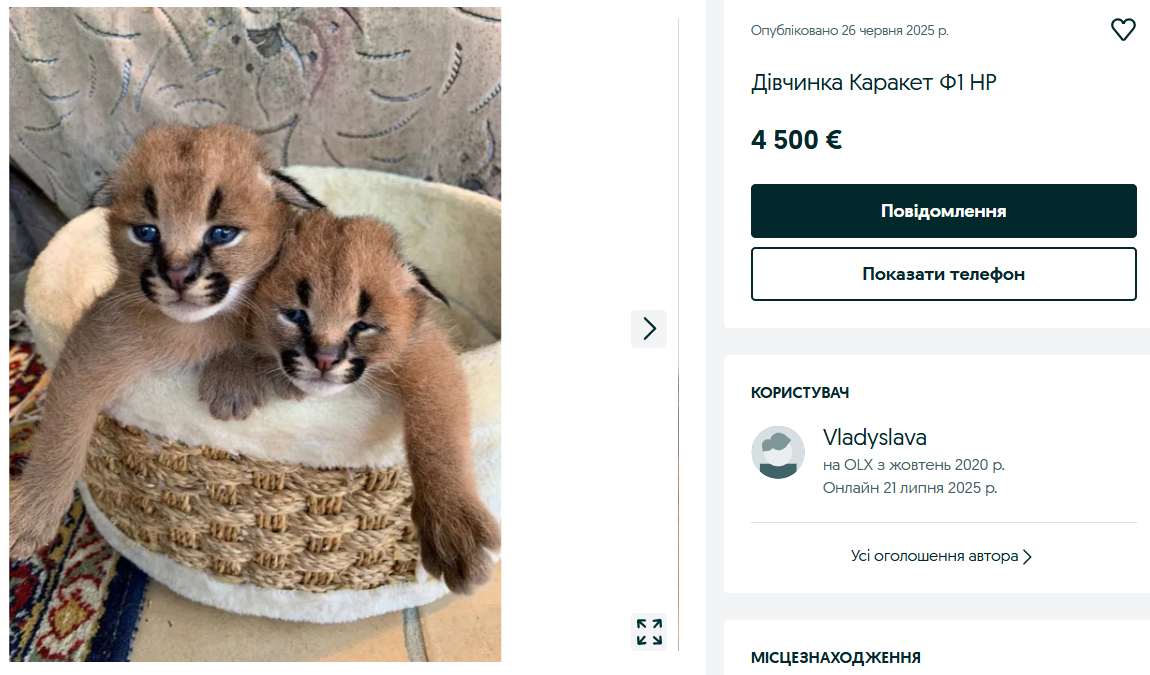 Престижні породи — скільки треба віддати за елітного кота на OLX - фото 3