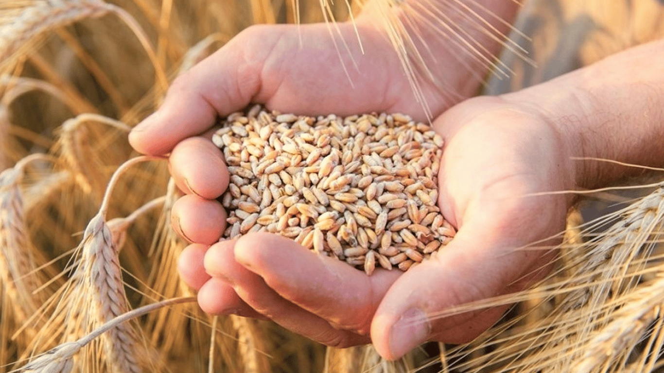 Українське зерно в руках фермера