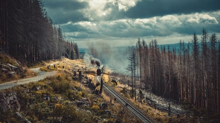 Вирубка дерев біля залізниці — хто може займатись заготівлею дров - 290x166