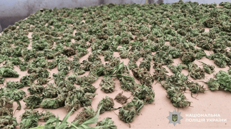 В Одесі викрили планктацію канабісу