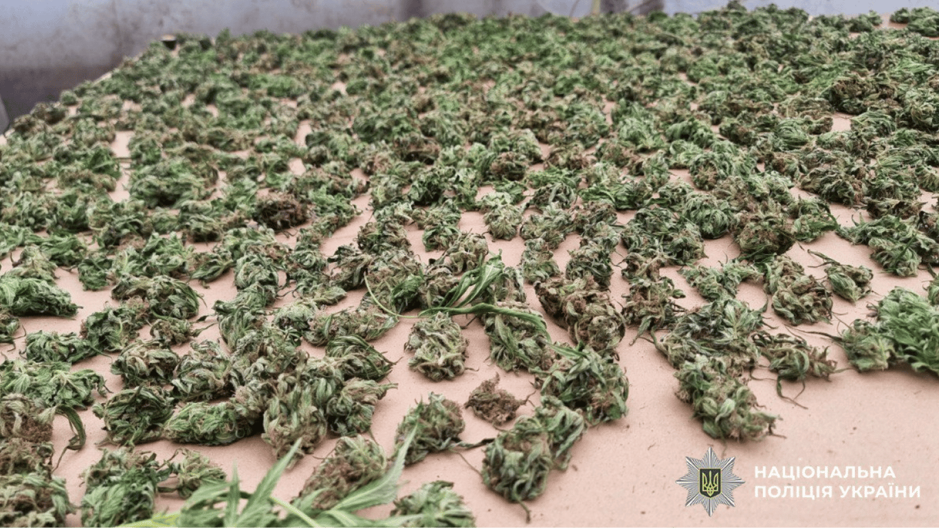 В Одесі викрили планктацію канабісу