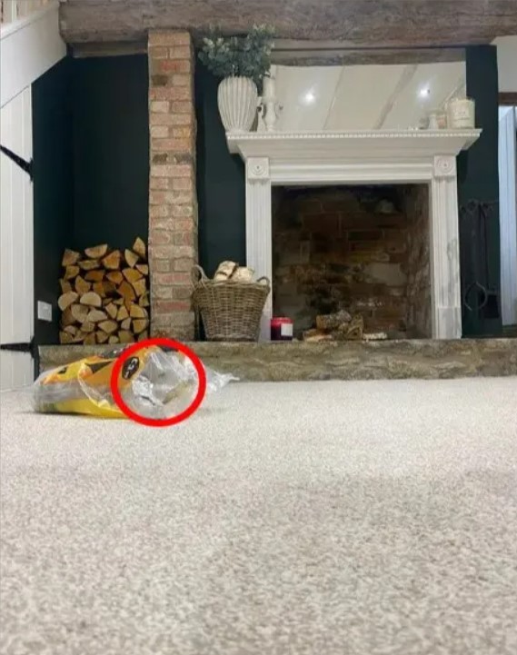 Кіт надійно сховався в кімнаті з каміном — знайдіть його за 7 секунд - фото 2