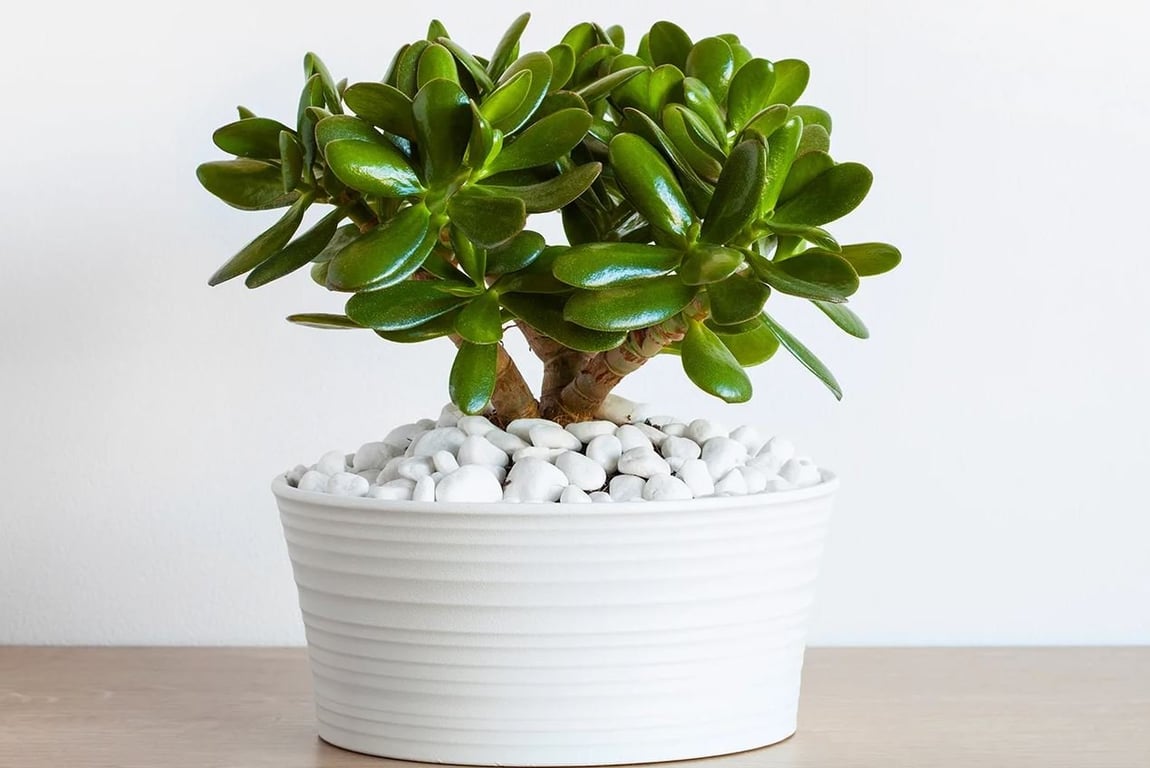 Денежное дерево