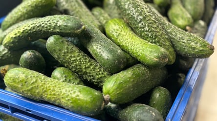 Летний салат зимой — что может быть с ценами на огурцы и помидоры - 285x160