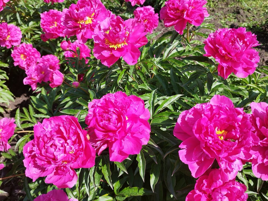 В ботсаду Києва відкрили "Сад троянд" — фото - фото 1