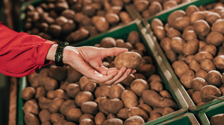 Ніколи не зберігайте картоплю з цим овочем — врожай зіпсується - 285x160