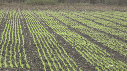Запізнені посіви й тверда земля — озимина Одещини під загрозою - 290x166