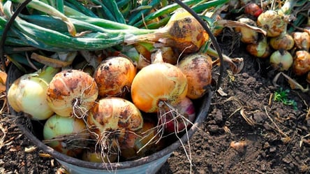 Лучший сорт лука 2026 — проверенная урожайность и устойчивость - 290x160