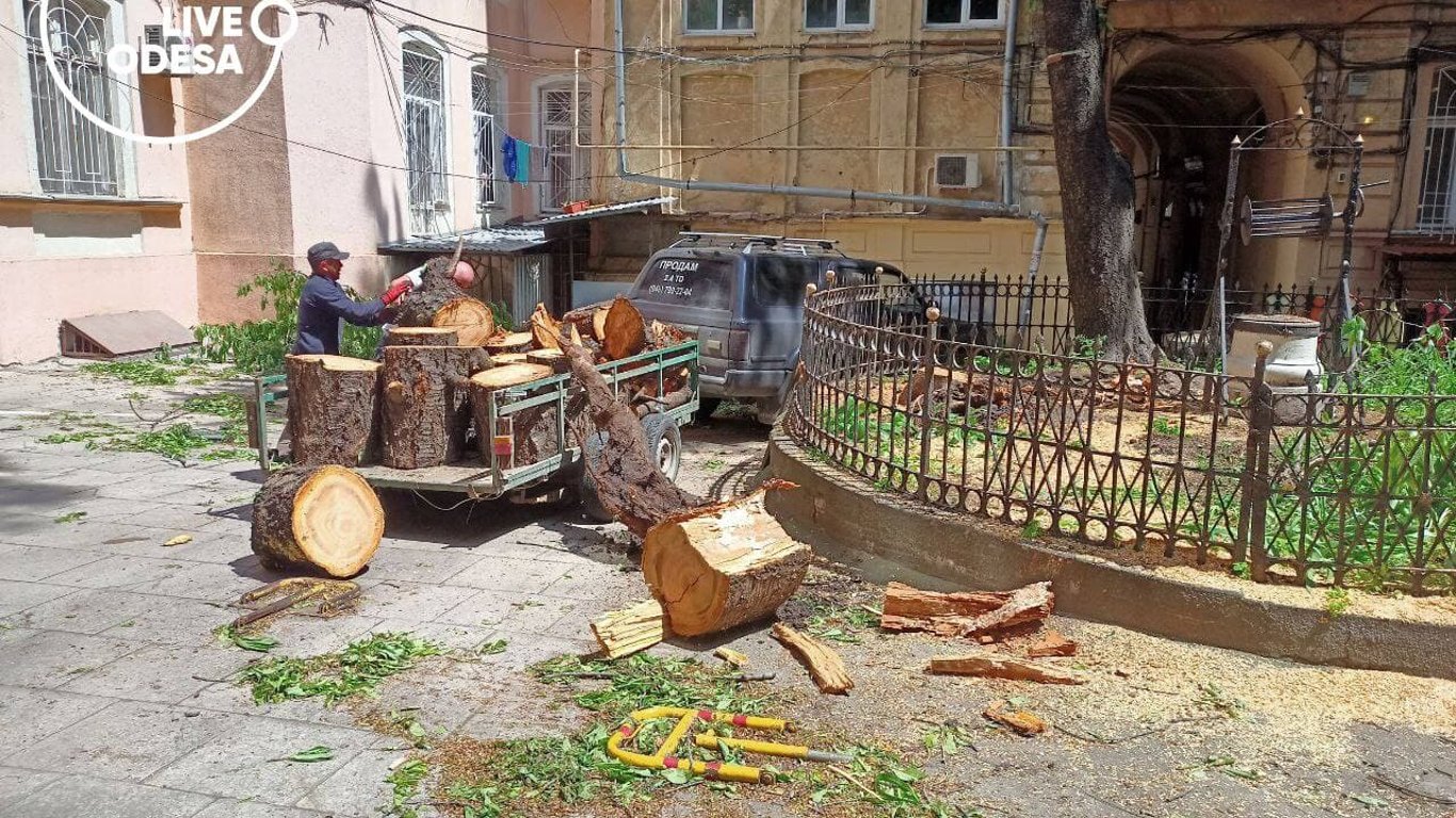 В Одесі впало велике дерево - відео