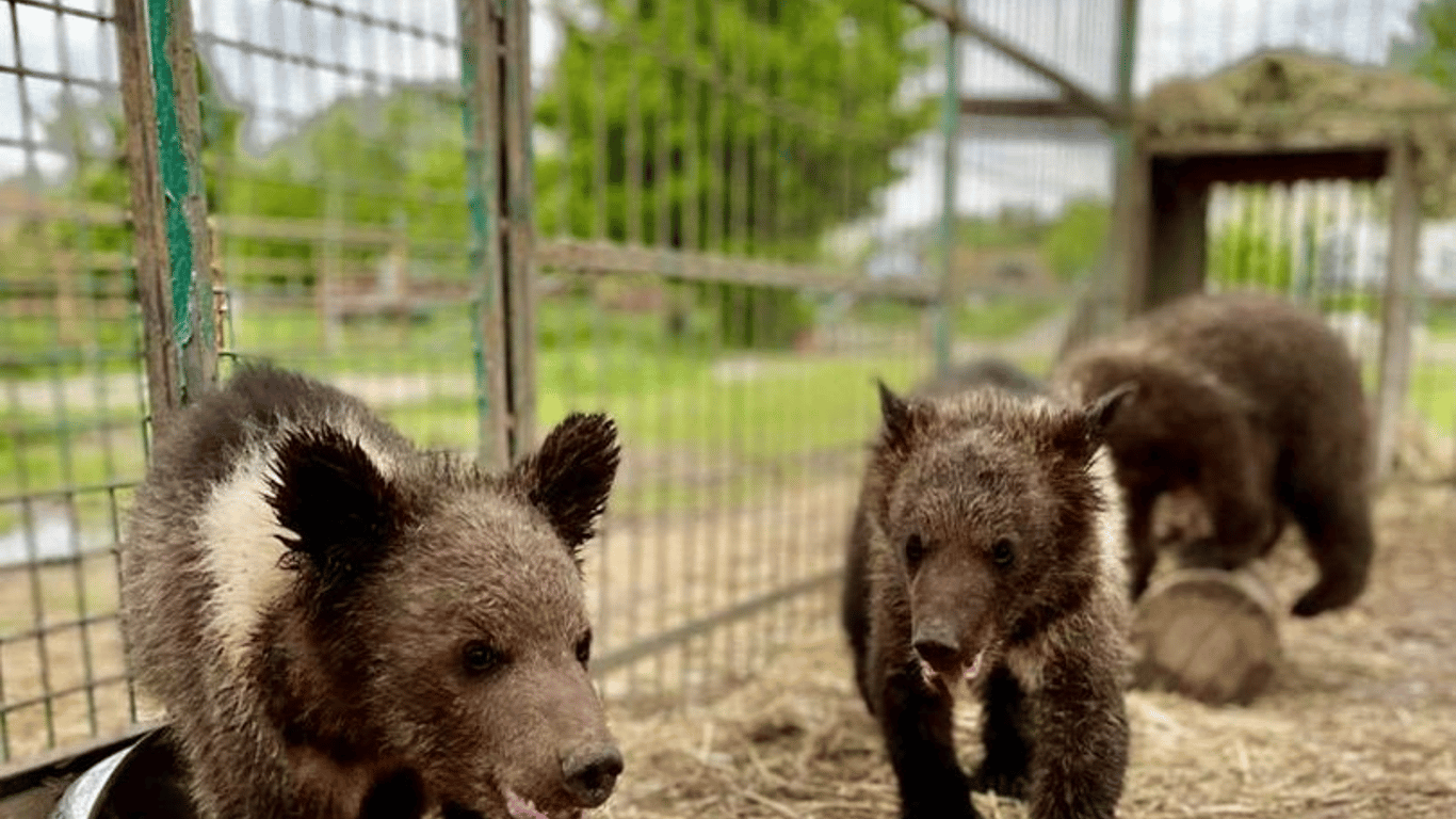 На Київщині у зоопарку знущалися над ведмежатами: що з ними зараз