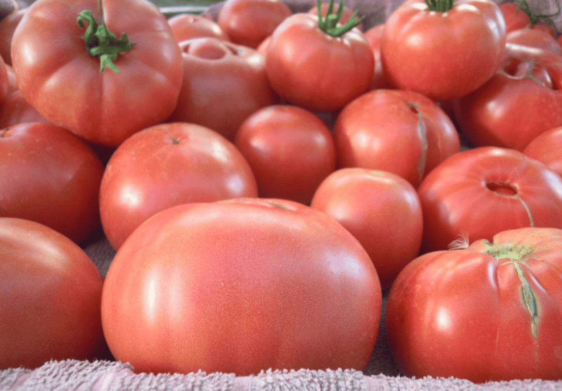 Які сорти солодких помідорів дадуть найбільший та найсмачніший врожай — мікадо рожевий