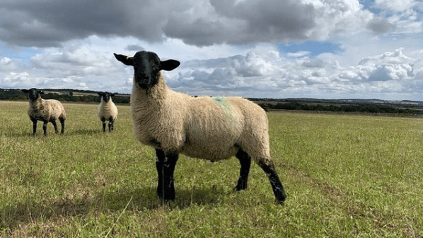Джеремі Кларксон розводить овець