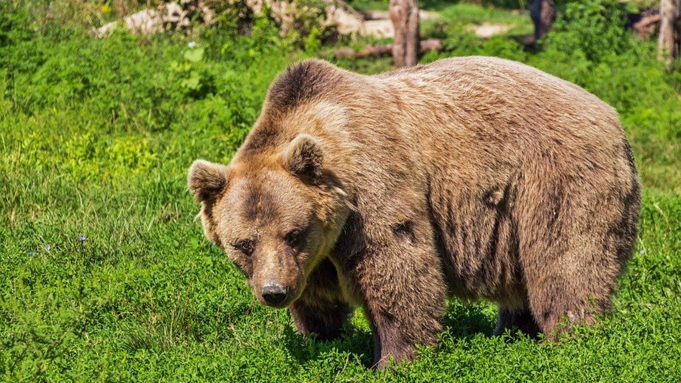 В Калифорнии женщина прогнала медведя