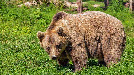 У Каліфорнії жінка перекинула через паркан ведмедя, який напав на її собак. Фото - 285x160