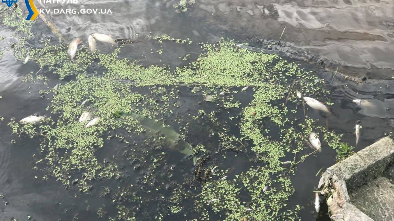 Под Киевом произошла экокатастрофа: река окрасилась в коричневый, а много рыбы погибло. Фото
