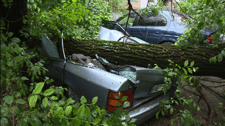 Оставлять машину под деревом - плохая идея: в Одессе из-за непогоды валятся деревья и светофоры. Фото - 285x160