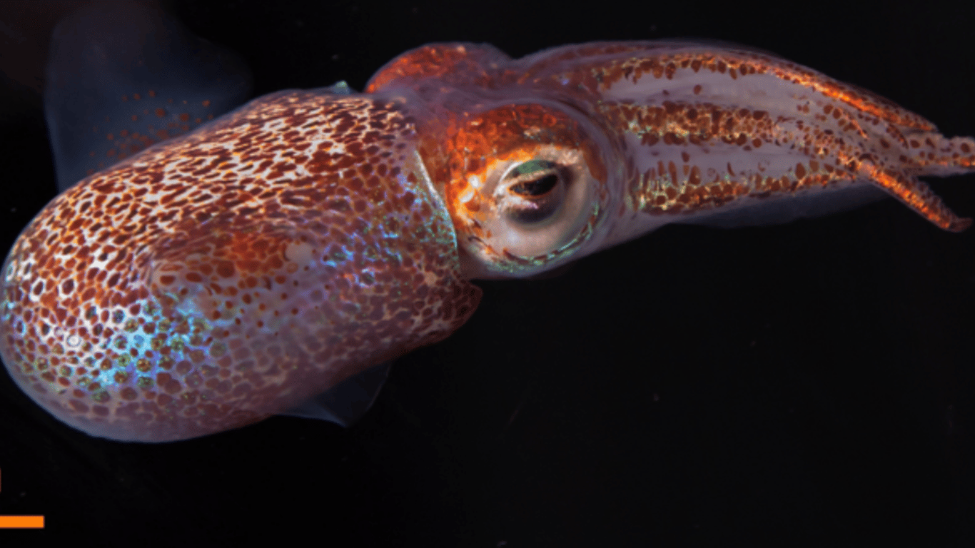NASA отправит на МКС мальков кальмаров и микроскопических животных