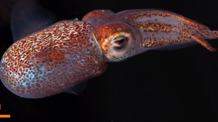 NASA отправит на МКС мальков кальмаров и микроскопических животных - 285x160
