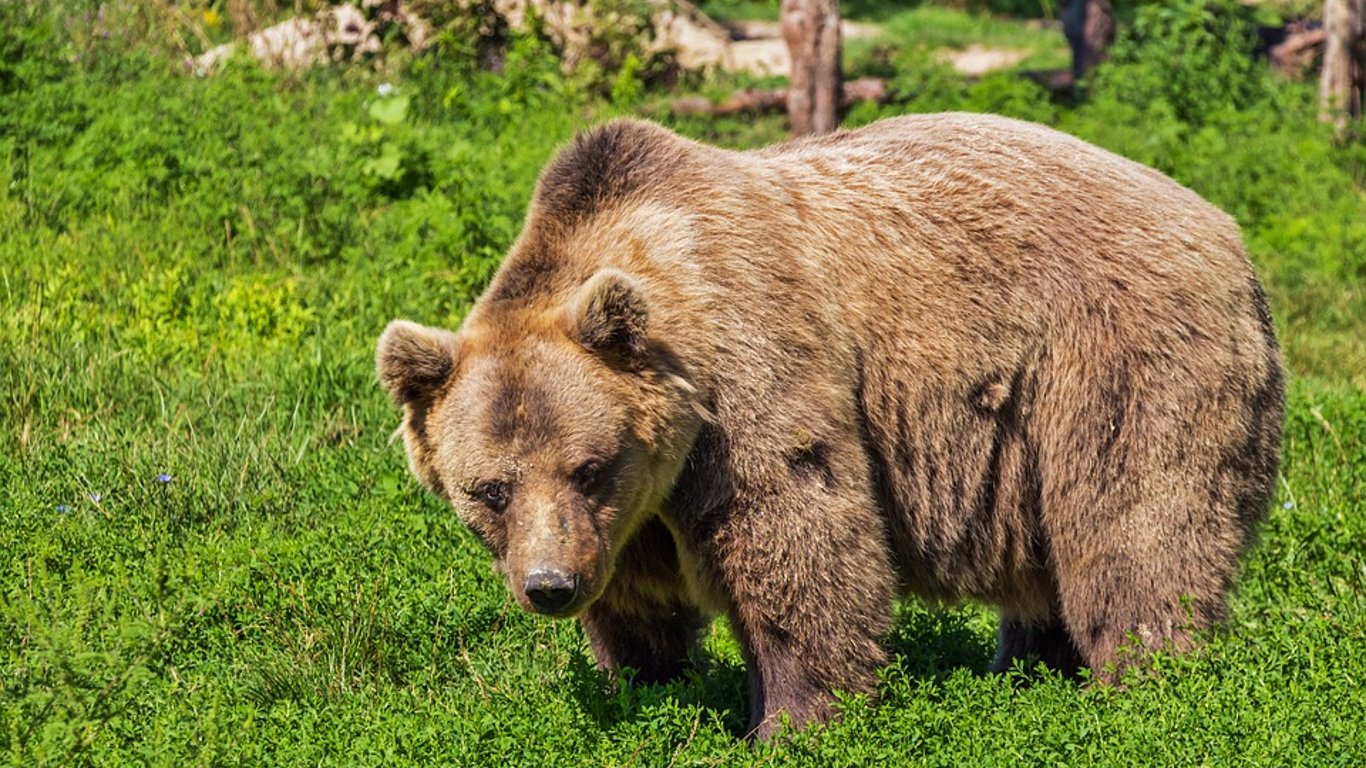 На балансе УЗ обнаружили медведей: животных отправят на реабилитацию в Нидерланды