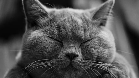Котяча симфонія: музиканти створили хіт з тваринкою, яка нявчала на відео в TikTok - 285x160