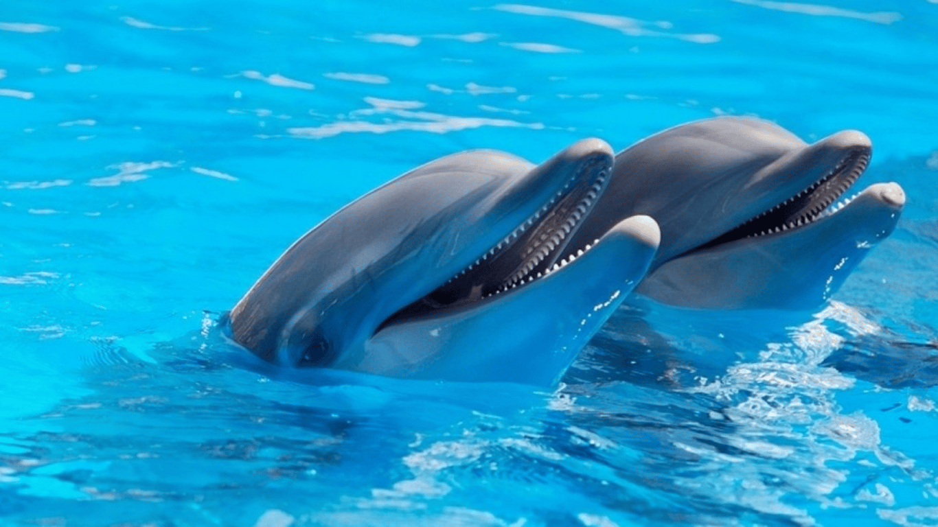 В Одесі дельфін схопив дитину за руку - він вкусив хлопчика до крові