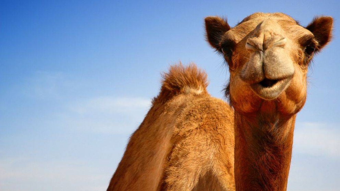 В одесском зоопарке сняли на видео больного верблюда