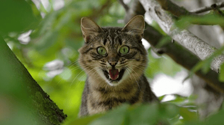 "Усатый друг" застрял на высоте: в Одессе спасли кота, который не мог спуститься с верхушки дерева - 285x160