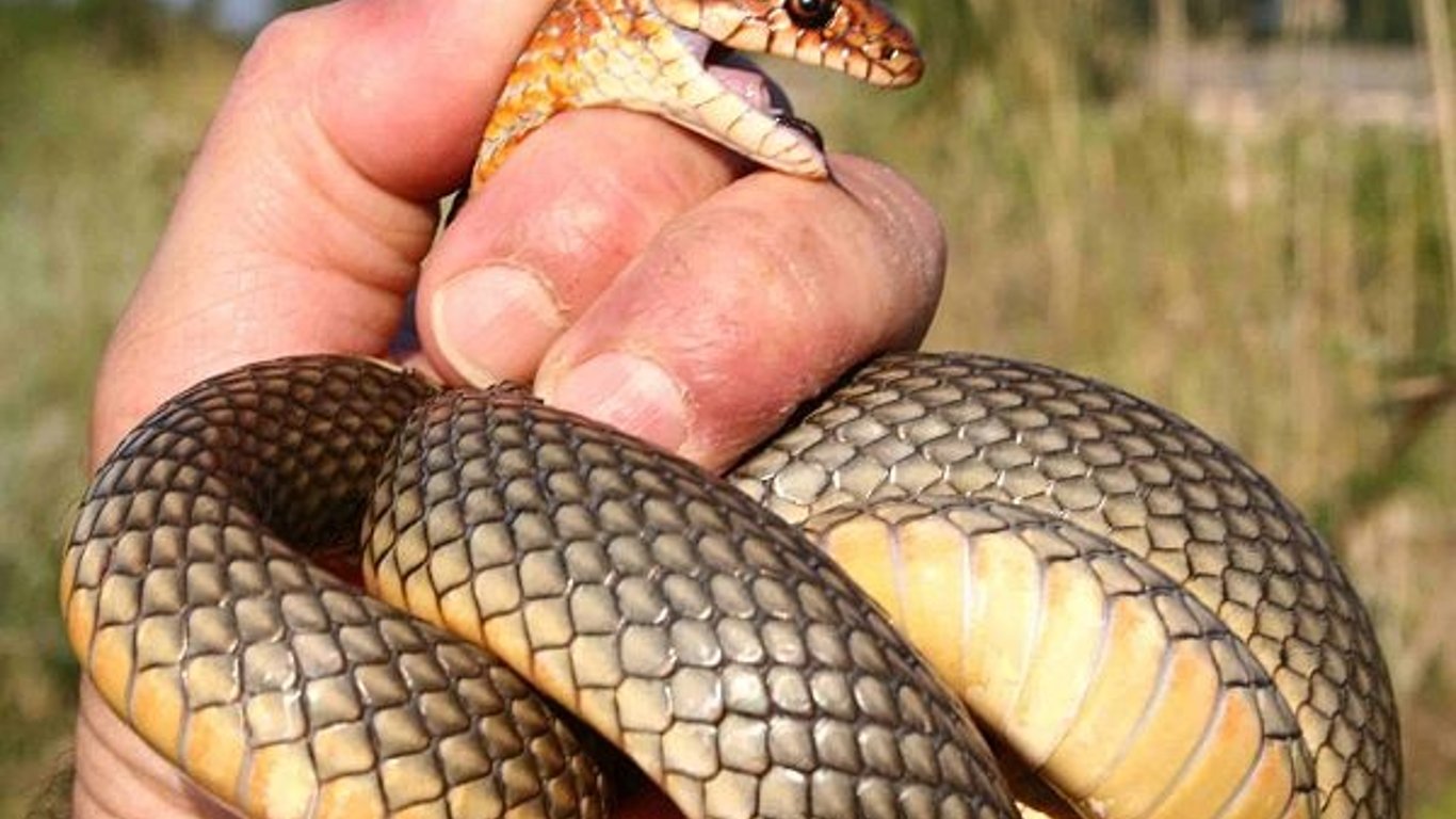 В Одесі на дитячому майданчику виявили змію