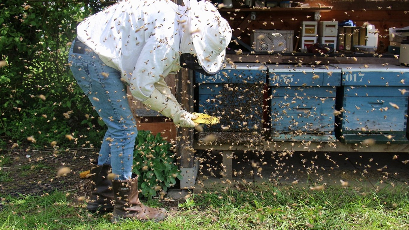 Погиб пасечник, которого атаковали пчелы - подробности