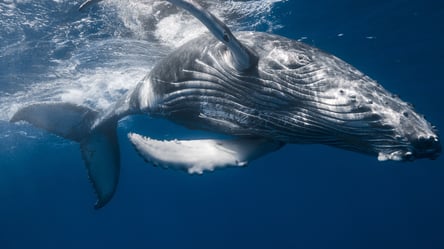 Пробыл в пасти почти минуту: в США кит проглотил и выплюнул ловца лобстеров - 285x160