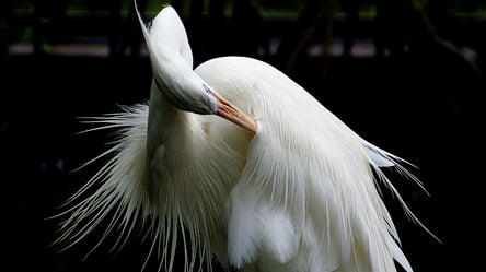 Словно ангелы: в Одесской области гнездятся удивительные птицы - 285x160