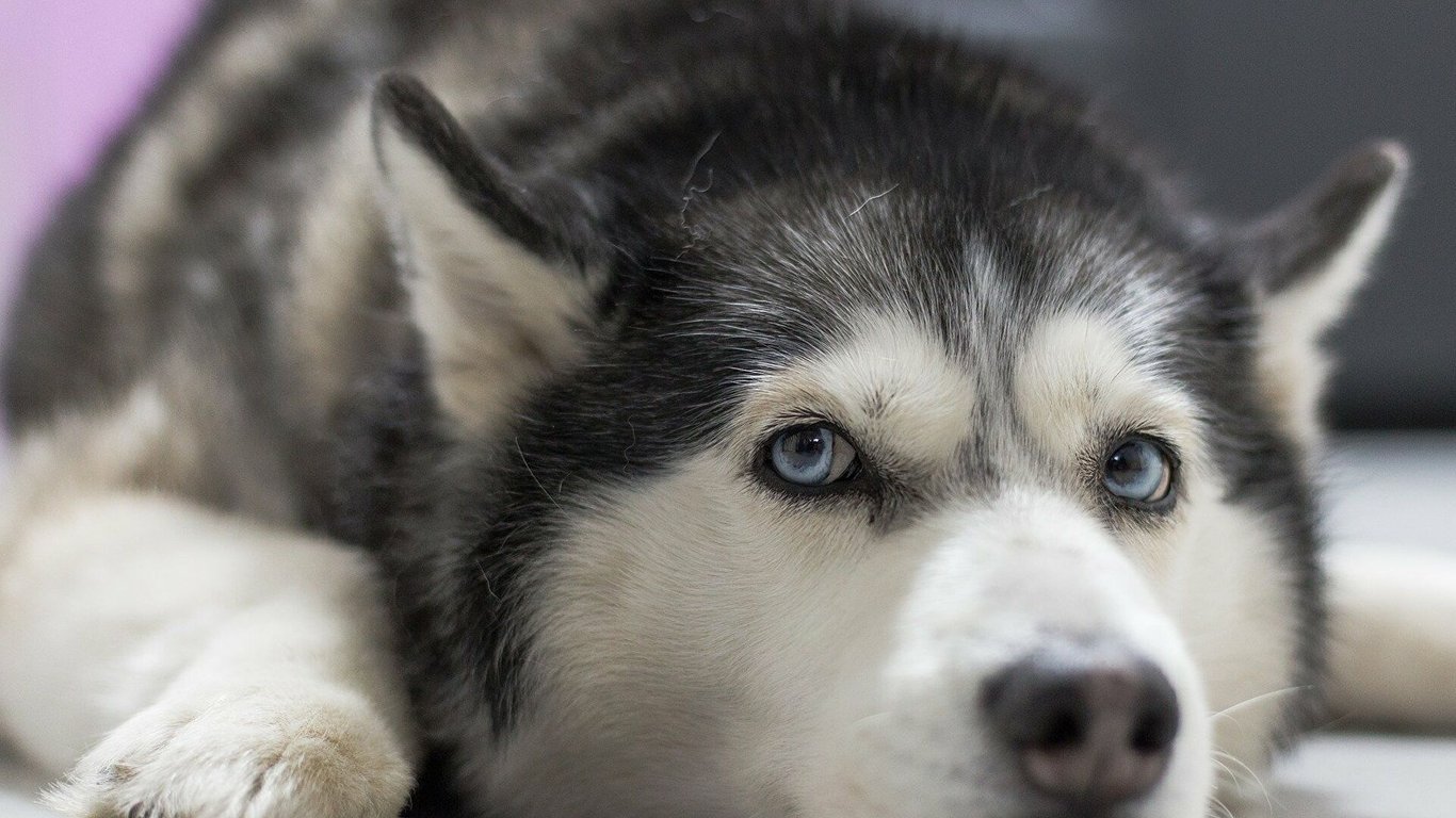 В Одессе ветеринары пытаются спасти жизнь избитой собаки