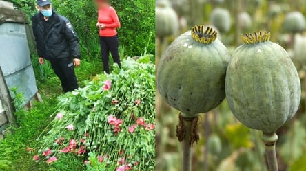Выращивала для собственных нужд: в Одесской области у 62-летней женщины обнаружили 300 кустов наркотического мака - 285x160