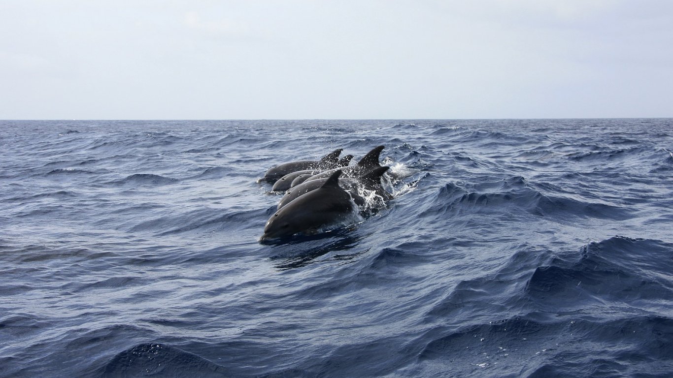 Дельфины в Черном море - Видео
